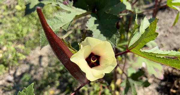 Tips untuk menanam okra merah burgundy merah