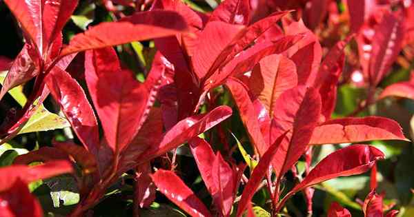 Cara menanam dan menumbuhkan ujung photinia ujung merah