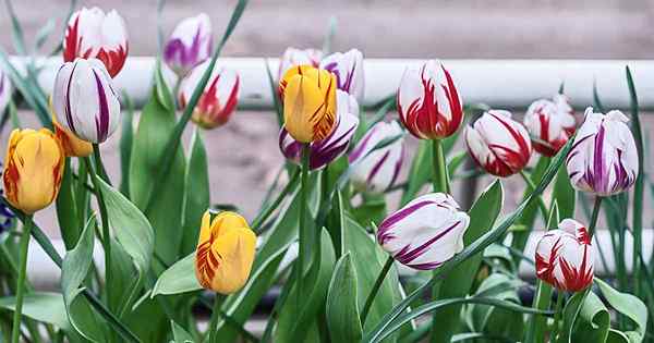 Dicas para o cultivo de tulipas Rembrandt