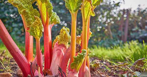 Como plantar e cultivar ruibarbo