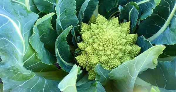 Cómo crecer y cuidar el brócoli romanesco