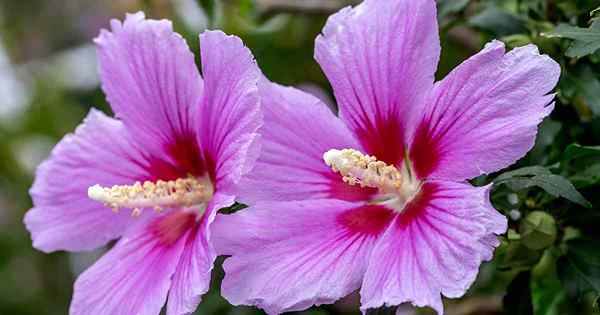 Cara Tumbuh dan Menjaga Rose of Sharon