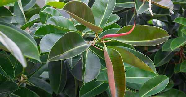 Cómo cultivar y cuidar las plantas de los árboles de caucho