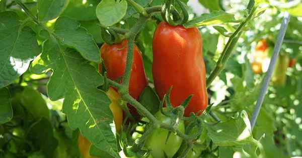 Dicas para o cultivo de tomates de San Marzano