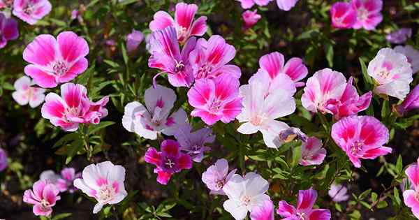 Como cultivar flores de cetim querido da costa do Pacífico