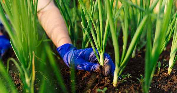 Comment planter et cultiver des oignons verts