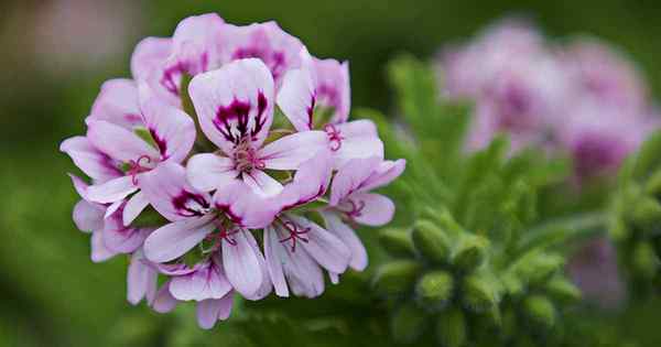 Cómo plantar y cultivar geranios perfumados