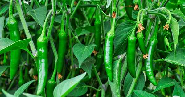 Wie man Serrano -Paprika pflanzt und züchtet