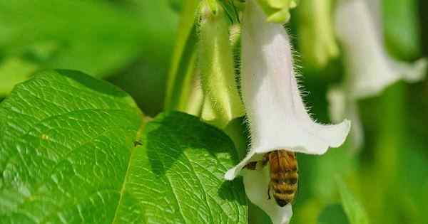 Cómo plantar y cultivar sésamo