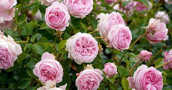 Conseils pour cultiver des roses d'arbustes