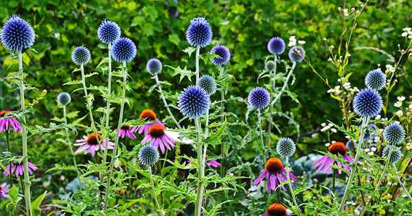 Wie man wächst und sich um kleine Globus -Distel kümmert