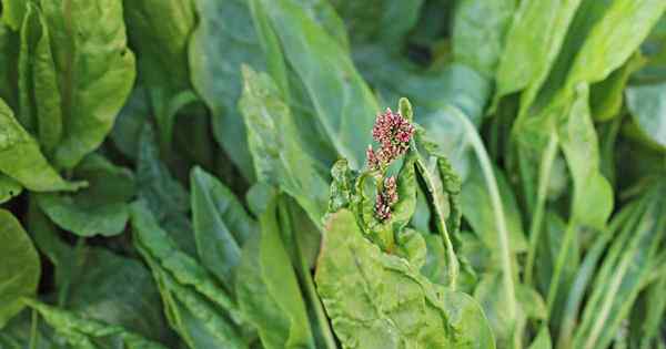 Cómo cultivar acedero, una hierba perenne de limón, animada