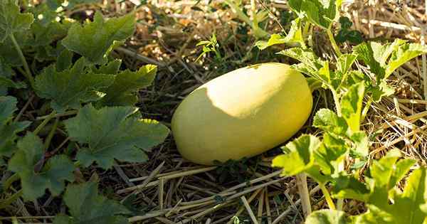 Como plantar e cultivar abóbora de espaguete