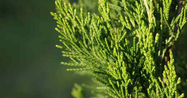 Tips untuk menanam spartan juniper