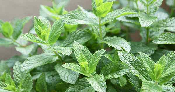 Cómo crecer y cuidar las plantas de menta