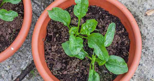 Consejos para cultivar espinacas en contenedores