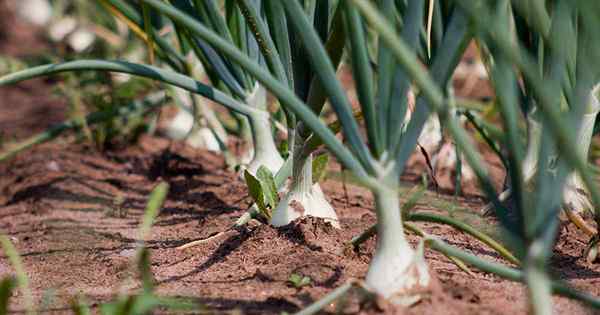 Como plantar e cultivar cebolas na primavera