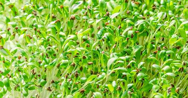 Gesund und lecker, wie man Alfalfa -Sprossen und Mikrogreen zu Hause anbauen