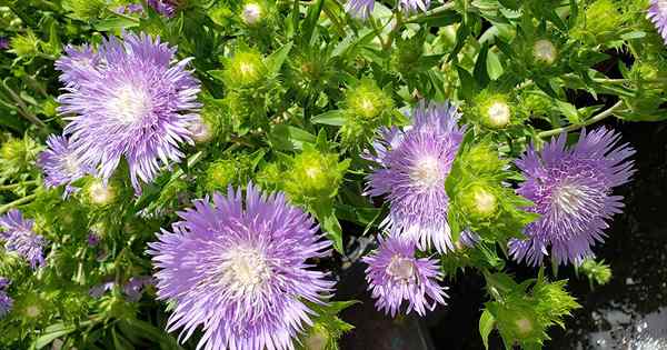 Comment grandir et prendre soin des asters de Stokes