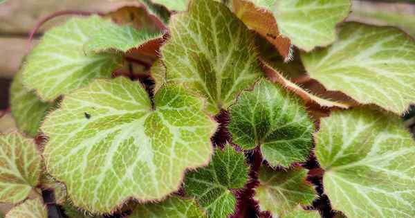 Cara tumbuh dan merawat stroberi begonia di dalam ruangan