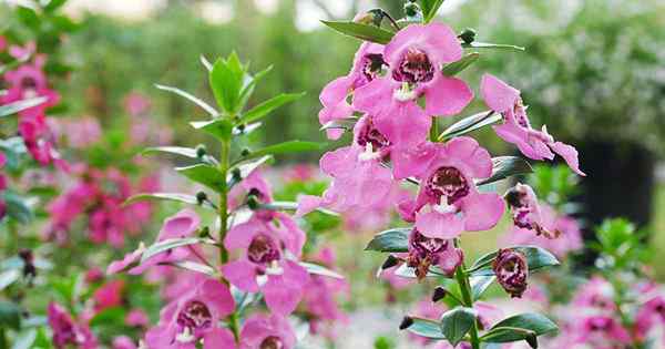 Comment cultiver et prendre soin des fleurs Snapdragon d'été