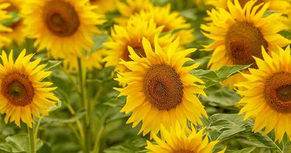 Cara menanam dan menumbuhkan bunga matahari yang sensasional