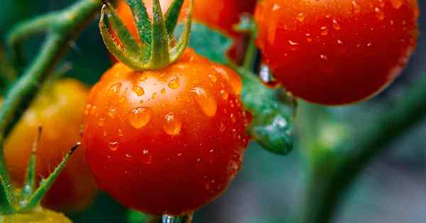 Petua untuk berkembang supersweet 100 tomato