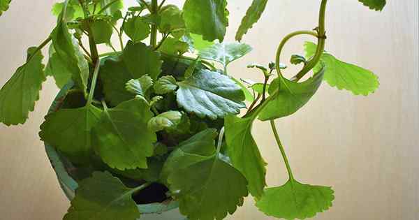 Cara Membesar dan Menjaga Houseplant Ivy Sweden