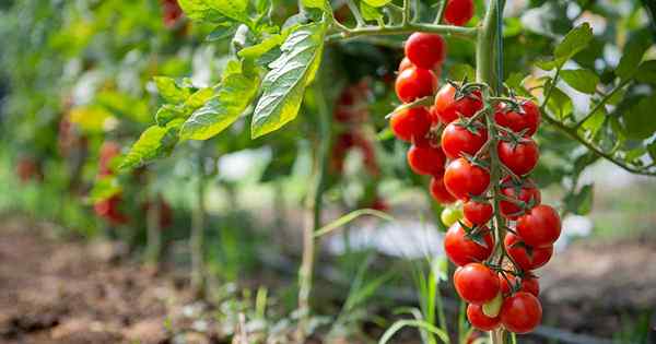 Como cultivar tomates mais doces em seu jardim