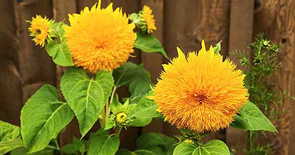 Comment faire pousser des tournesols d'ours en peluche