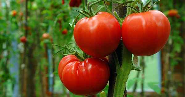 Wie man wächst und um Tomaten in Ihrem Garten sorgt