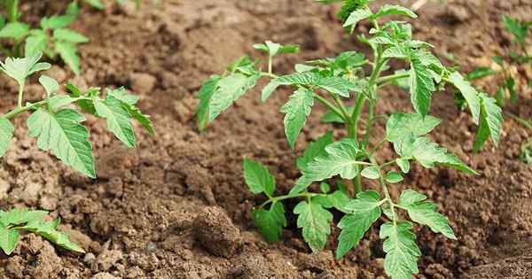 Wie man Tomaten im Tonboden pflanzt und anzieht