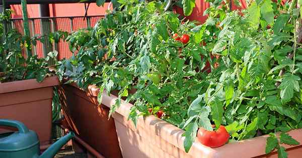 Wie man Tomaten in Behältern anzieht