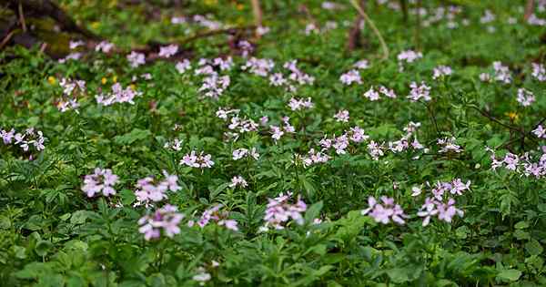 Cara Menumbuhkan Toothwort