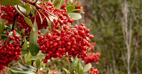 Comment cultiver Toyon (California Holly)