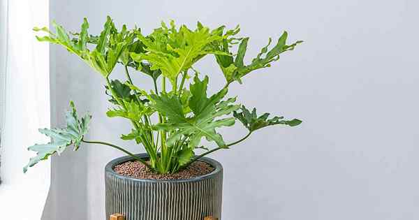 Cara Menumbuhkan dan Merawat Tree Philodendron Houseplants