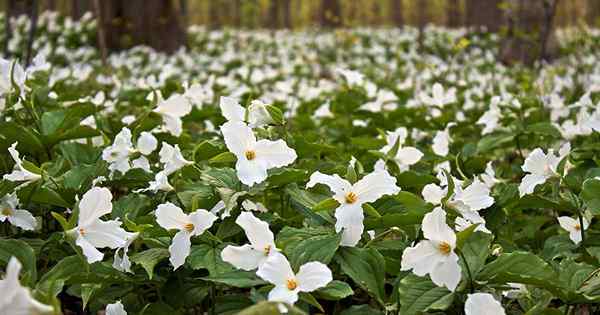 Wie man wächst und für Trilliumblüten sorgt