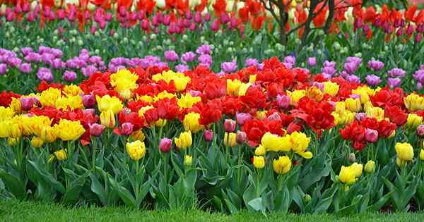 Comment grandir et prendre soin des tulipes