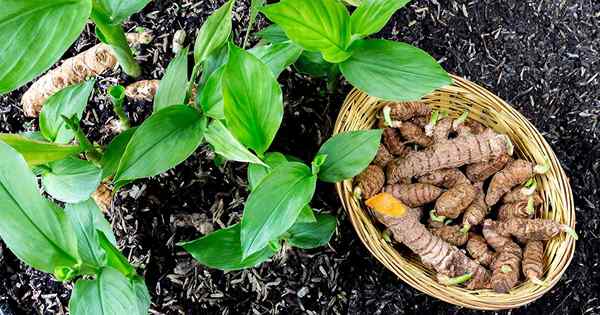 Wachsen Sie ein Superfood in Ihrem eigenen Garten an, der knallliche Kurkuma kultiviert