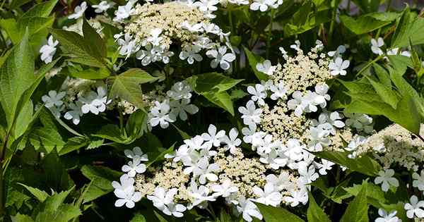 Comment grandir et prendre soin du viburnum