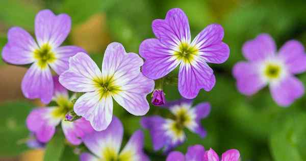 Cómo cultivar existencias de Virginia, un cordial visitante de verano