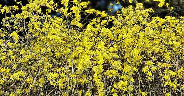 Cómo crecer y cuidar el jazmín de invierno