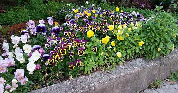 Dicas para o cultivo de pansies de inverno