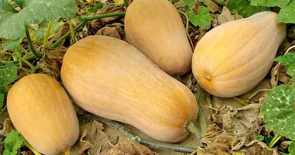 La guía completa para el crecimiento de la calabaza de invierno