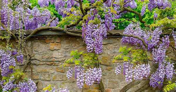 Cara tumbuh dan merawat wisteria