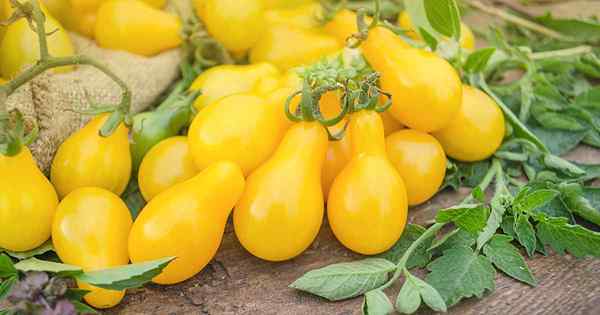 Dicas para cultivar tomates de pêra amarela perfeitos