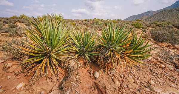 Cara tumbuh dan merawat yucca