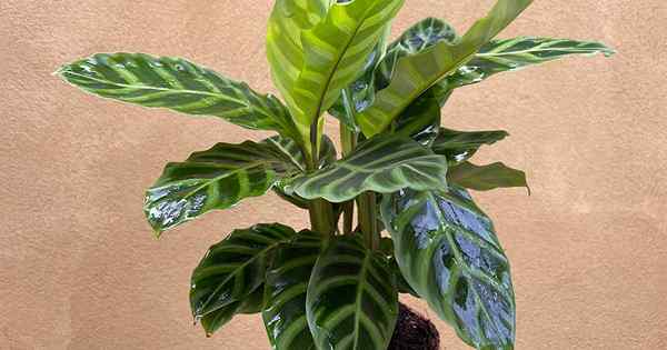 Warto rozwinąć i dbać o rośliny Calathea Zebrina