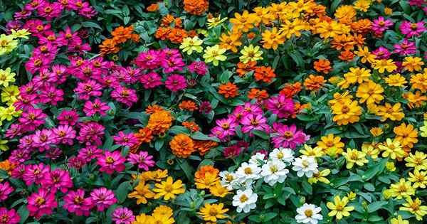 Cómo cultivar flores de Zinnia