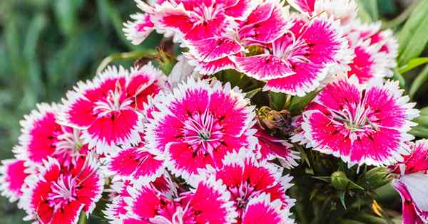 Como crescer e cuidar da China Pink Dianthus